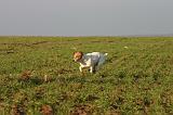 JACK RUSSEL 341